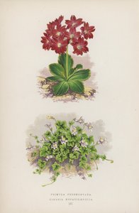 Primula Pedemontana; Linaria Hepaticaefolia (színes litho) alkotó: English School