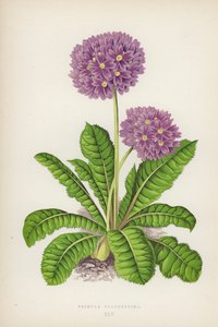 A legszebb százszorszép (litho szín) alkotó: English School