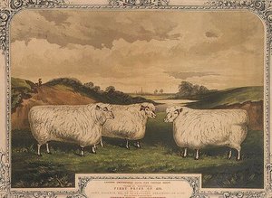 Cotswoldi díjnyertes juhok, Thorley fűszerrel fűszerezett táppal etetve, a londoni Smithfield klub kövér szarvasmarha-kiállításának emlékére, M. Gauci (1810-46 körül) metszete, 1840 körül (litográfia). alkotó: English School