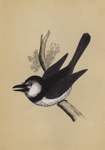 Puff Bird (színes litó) alkotó: English School