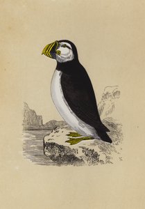 Puffin (színes litográfia) alkotó: English School