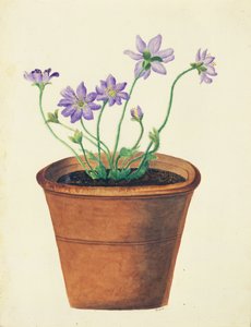 Lila virágok terrakotta cserépben, 1825 körül (wc papíron)