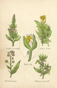 Lila laza, skorbut fű, tavirózsa, vadászkutya, fal petitory (színes litó) alkotó: English School