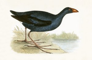 Purple Waterhen, illusztrációja Charles Robert Bree (1811-86) „Európa madarainak története, amelyeket nem figyeltek meg a Brit-szigeteken” című művéből, 1867.