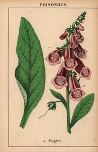 Lila gyűszűvirág  , a "The Instructive Picturebook, or Lessons from the Vegetable World", [Charlotte Mary Yonge], Edinburgh alkotó: English School