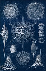 Radiolarians alkotó: English School