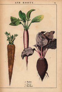 Retek, sárgarépa és cékla.  , a "The Instructive Picturebook, or Lessons from the Vegetable World", [Charlotte Mary Yonge], Edinburgh alkotó: English School