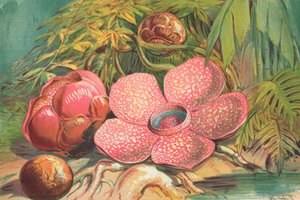 Rafflesia Arnoldii, a szumátrai esőerdők óriási virága alkotó: English School