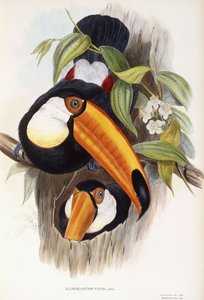 Ramphastos Toco alkotó: English School