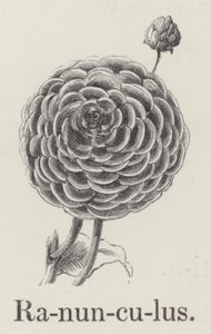 Ranunculus (metszet) alkotó: English School