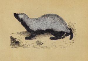 Ratel (színes litográfia) alkotó: English School