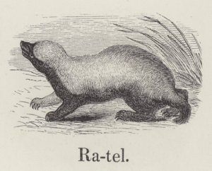 Ratel (metszet) alkotó: English School