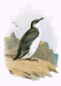 Közönséges pingvin
