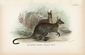 Vörös nyakú Wallaby Tasmanian Variety alkotó: English School