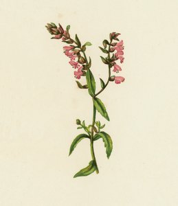 Vörös Bartsia, Bartsia odontites (színes litográfia) alkotó: English School
