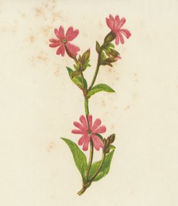 Vörös csipkebogyó, Lychnis Dioica (színes litográfia) alkotó: English School