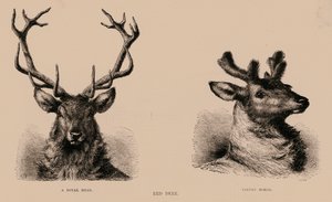 Red Deer (metszet) alkotó: English School