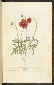 Vörös mák, 2. tábla Elizabeth Blackwell „A Curious Herbal...” című művéből alkotó: English School