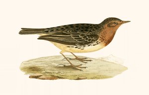 Red Throated Pipit, illusztráció Charles Robert Bree (1811-86) „Európa madarainak története, amelyeket nem figyeltek meg a Brit-szigeteken” című művéből, 1867-ben.
