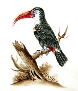 Vörös csőrű tukán alkotó: English School