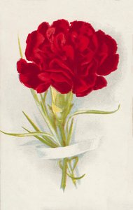 Vörös szegfű (chromolitho) alkotó: English School