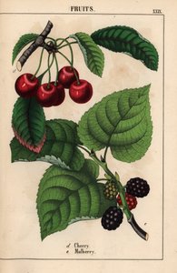 Piros cseresznye és eperfa gyümölcs   , a "The Instructive Picturebook, or Lessons from the Vegetable World", [Charlotte Mary Yonge], Edinburgh alkotó: English School