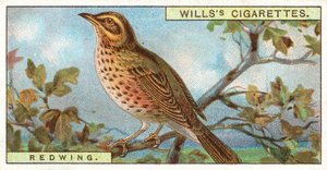 Piros szárny alkotó: English School