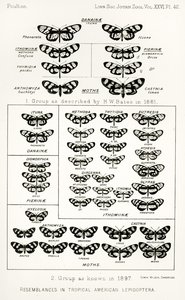 Hasonlóságok a trópusi amerikai lepkékben, illusztráció a The Hope Reportsból, Vol. II, 1897-1900., szerkesztette: Edward B. Poulton, Oxford, 1901 alkotó: English School