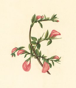 Rest-Harrow, Ononis Arvensis (színes litográfia) alkotó: English School