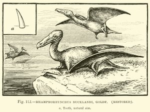 Rhamphorhynchus Bucklandi, Goldf, restaurálva alkotó: English School