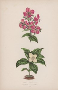 Rhexia Virginica; Cornus Canadensis (színes litho) alkotó: English School