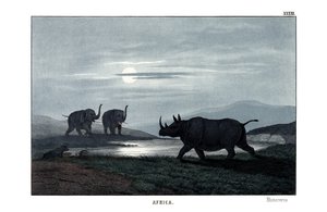 Rhinoceros alkotó: English School