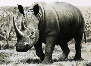 Rhinoceros alkotó: English School