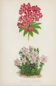 Rhododendron Ferrugineum; Rhododendron Chamaecistus (színes litho) alkotó: English School