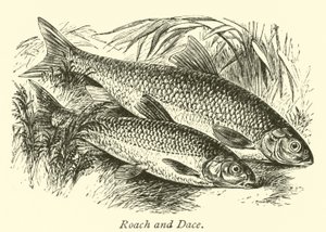 Roach és Dace alkotó: English School