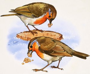 Robins eszik egy darab kenyeret alkotó: English School