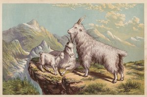 Sziklás hegyi kecske, Aplocerus Montanus (színes litográfia) alkotó: English School