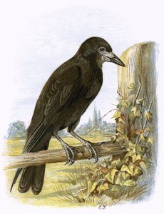Rook alkotó: English School