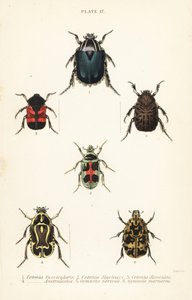 Rózsabogarak: Cetonia fascicularis 1, Heterorhina macleayi 2, Gametoides subfasciata 3, hegedűsbogár, Eupoecila australasiae 4, Gymnetis hieroglyphica 5 és Gymnetis marmorea 6 alkotó: English School