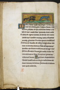 Királyi 12 F.XIII, f.43v Macskát üldöző egerek a Bestiaryból (ff. 3-141), a Lapidaryból (ff. 141v-149)  , 13. század 2. negyede (vellum) alkotó: English School