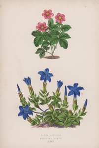 Rubus Arcticus; Gentiana Verna (színes litó) alkotó: English School