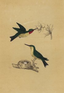 Rubin-torkú kolibri (színes litográfia) alkotó: English School