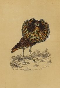 Ruff (színes litográfia) alkotó: English School