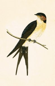Rufous Swallow, illusztráció az „Európai madarak története, amelyeket nem figyeltek meg a Brit-szigeteken” című művéből, Charles Robert Bree (1811-86), megjelent 1867