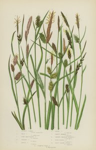 Russet Carex, Pale Carex, Long Bracteated Carex, Yellow Carex, Tawny Carex, Loose Carex … (színes litho) alkotó: English School
