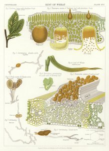 Búza rozsda alkotó: English School