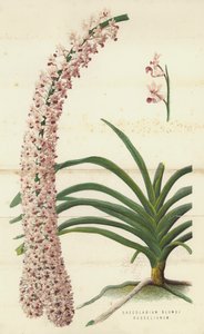Saccolabium Blumei Russelianum (chromolitho) alkotó: English School