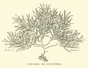 Sargasso, vagy Öböl-fű alkotó: English School
