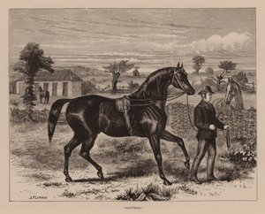 "Saunterer" (metszet) alkotó: English School