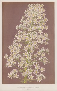 Saxifraga longifolia Vera (színes litó) alkotó: English School